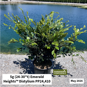 May 2026 5g Emerald Heights Distylium Website